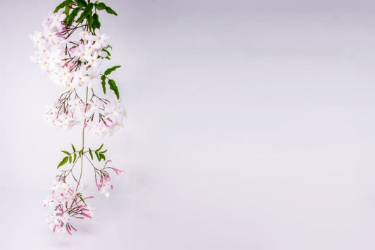 hanging jasmine flowers against pink background