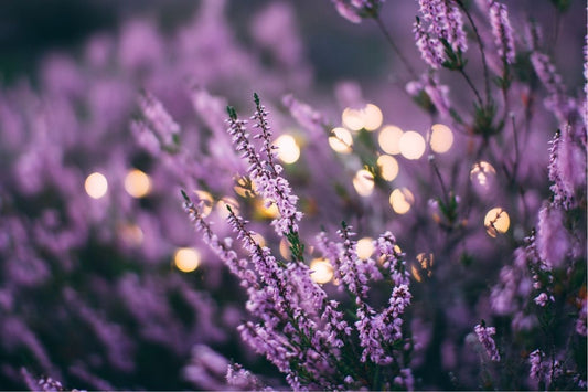 lavender flowers and fairylights