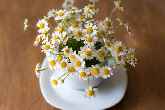 Chamomile Tea Benefits: 10 Reasons To Love This Ancient Drink