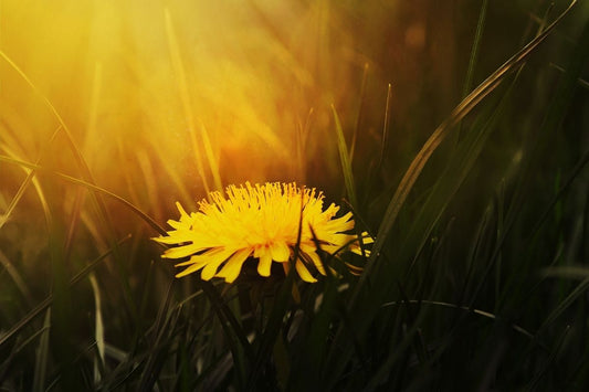 dandelion flower in sun