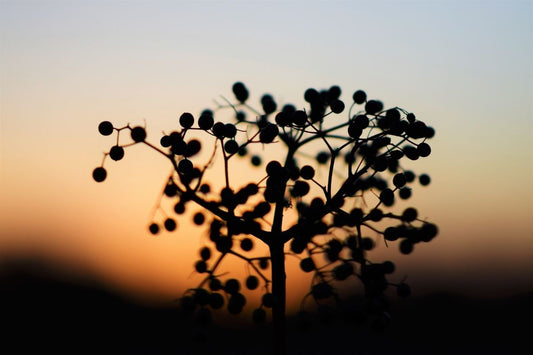 elderberry shadow against the sky